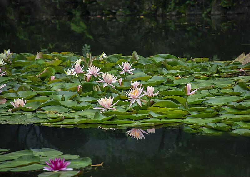 水生态修复